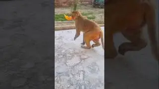 Gulabi sharara #mankey dance #shorts #viralshort #trending