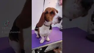 Gorgeous Beagle/Basset hound #dogs #doggroomersoftiktok #bassethound #beagle