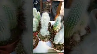 𝗖𝗲𝗽𝗵𝗮𝗹𝗼𝗰𝗲𝗿𝗲𝘂𝘀 𝗦𝗲𝗻𝗶𝗹𝗶𝘀 #kaktusuban #cactus #cephalocereus #cabezadeviejo #oldman #kakek #shorts