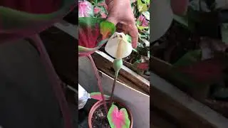 Polinização de Caladium (manual )