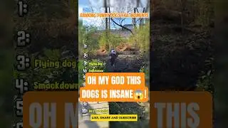 Ranking top 10 funny dogs fail moments💀 #DogFails #doglife #animals #pets