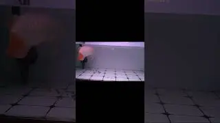 Arwana super red,,, perawatan arwana di cuaca yg exstrim ini,,,,