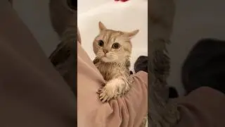 Не для слабонервных #кот #кошки #кошачьигородки