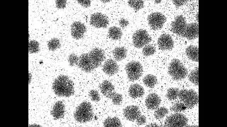 Self-Propelled Particles Condense Into Clusters