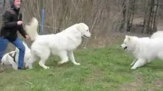 Tatra shepherd dog & Samoyed