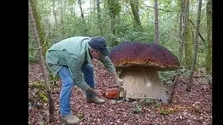 Вот так повезло.Нашли самые большие грибы. Boletus Edulis