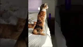 What is our cat doing??