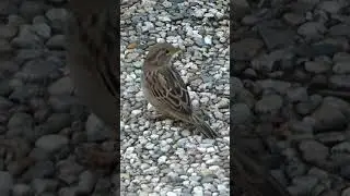 House Sparrow - Urban Avian Elegance #sparrow #shorts