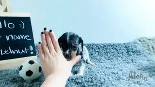 Hazelnut - Teacup Micro Dachshund - 20  OFF