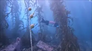 Help the Kelp