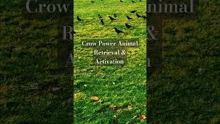 🐦&zwj;⬛ Crow Spirit Animal Reiki Spiritual Healing Chakra Energy Cleanse #spirituality #reiki #shorts