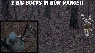 KY RUTTING ACTION - 2 BIG BUCKS IN BOW RANGE!!