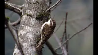 Brown Creeper Nest