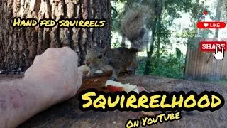 Hand Feed Stubs - Tour Back Animal Trails - Boat-tailed Grackle Chicks + Cardinals Sound Off