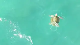 Sea Turtle Peacefully Swims Away From Its Nesting Beach