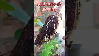 Fruit Trees Air Layering#fruitquality #gardening #propagation #foryou #trend #grafting #harvesting