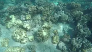 Barrier Reef : Ribbon Reefs