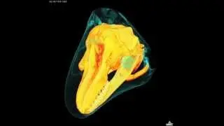 False Killer Whale Skull