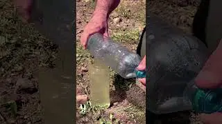 The girl creates an amazing filter to purify dirty water. #camping #survival #bushcraft #lifehack