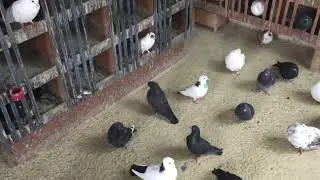 #Pigeons.Главная проблема голубятников. 