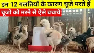 इन 12 गलतियों के कारण चूजे मरते हें, चूजो को मरने से ऐसे बचाये(Local chicken farming)