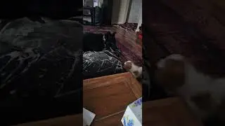 Rescued Black 🐕 was abused during Covid, regained his puppy days with new puppy 🐶 little sister!