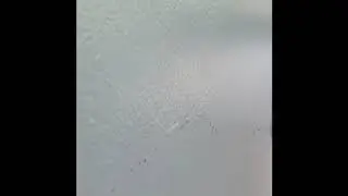 &iquest;Porqu&eacute; van en hileras las hormigas?