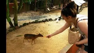 Lesser mouse-deer  - world's smallest Deer