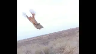 Martineta colora en pleno vuelo..