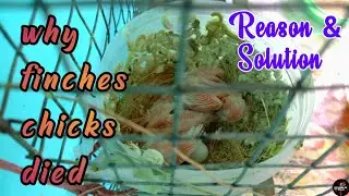 why finches chicks died / finches chicks died reasons and solution / finches chicks death tamil /