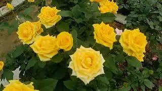 About Rose 🌹🌹🌹 Dutch rose 🌹..