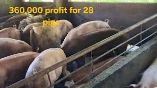How profitable a pig farming in the philippines
