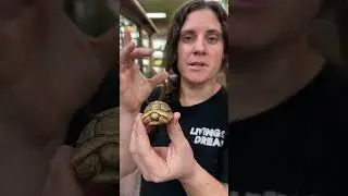 Очаровательная маленькая леопардовая черепаха!! 😍🐢