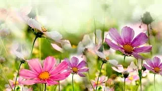 Peaceful Music, Relaxing Music, Instrumental Music, 