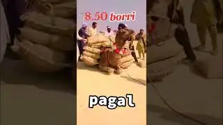waghit lifting 17Man wazn/ #camel #mela #camelfestival #shorts #viralshorts #camelpower 🚨
