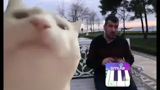 Cat Vibing To Ievan Polkka on iPhone Cat Vibing To Music | Cat Vibing Meme
