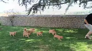 My Golden Elixir  F-Wurf  Tag 54