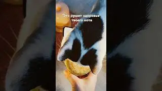 Почему многие игнорируют здоровье своих любимцев?