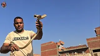 صيد كوبرا من مجرى مائي مع مصطفى هجرس 