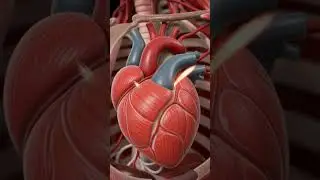 Inside Human Chest in 3D | Lungs, Heart & Organs