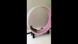 Ferris Cat Exercise Wheel