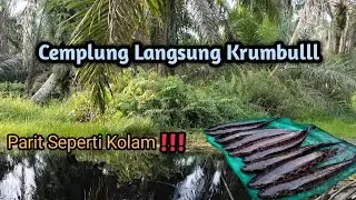 Mancing Ikan Bujuk dengan Umpan Wader‼️ Auto Strike Bertubi-tubi