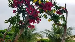 Brazil 2018 Amit & Bar