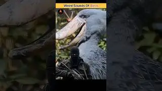 Weird Sounds Of Birds | #shorts #shortsfeed #animals #facts