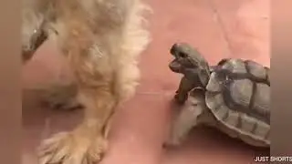 turtel bites dog in nuts