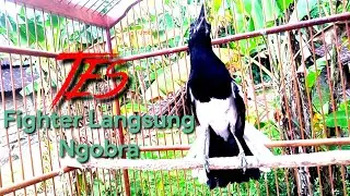 Tes Kacer fighter Langsung Ngobra dengan hitungan detik,Pancingan burung Kacer gacor,