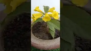 Tecoma plant care || get more flowers