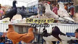 Largest Pigeon Market In Bangladesh | Tongi Kobutor Hat | Fancy Kabootar Ki Video