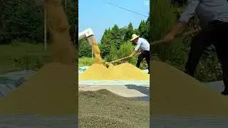 Ide cerdas menjemur padi dengan alat pertanian sederhana #shorts