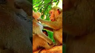 Jovi #short #trending #Viral #baby #Cute #Monkey #Baby Monkey